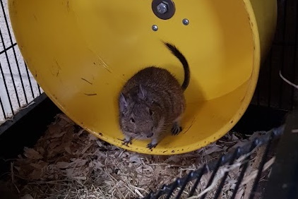 Animal enrichment