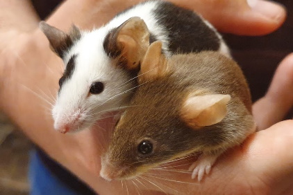 Fancy Mice