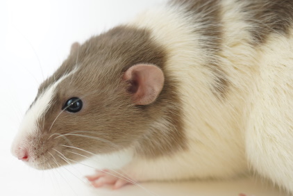 Fancy Rat