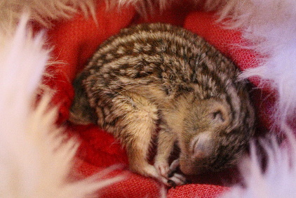 Ground Squirrel