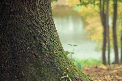 Woods
