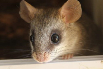 Acacia Rat