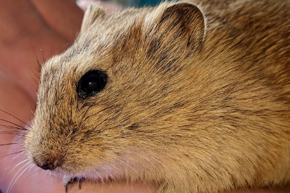 Brandt's Vole