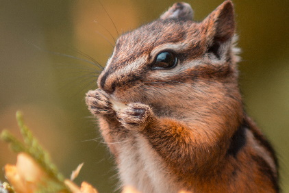 Chipmunks