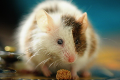 Exotic mouse