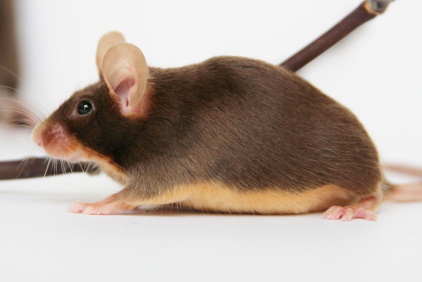 Fancy Mice