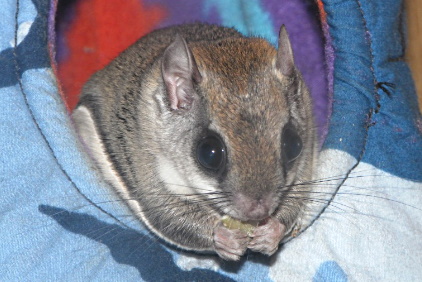 Flying Squirrel