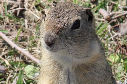 Ground Squirrel