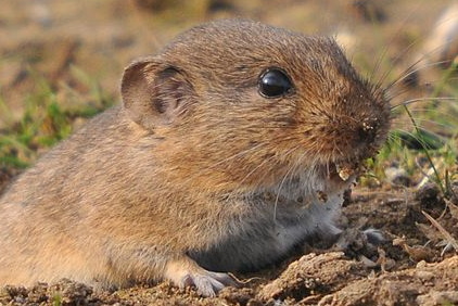 Lemming