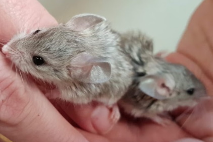 Mouse-like Hamster