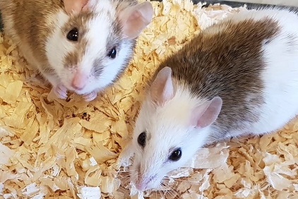 Multimammate Mouse