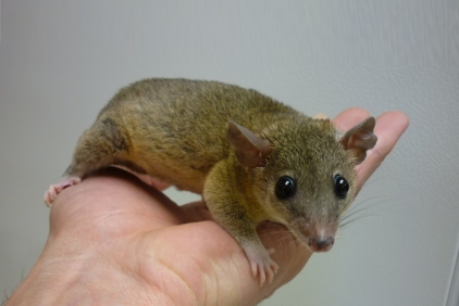 Short-tailed Opossums