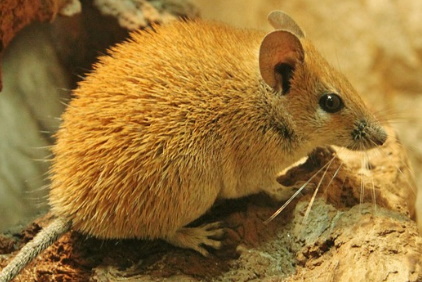 Egyptian Spiny Mouse