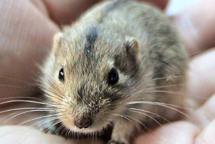 Lemming