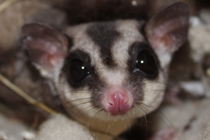 Sugar Gliders