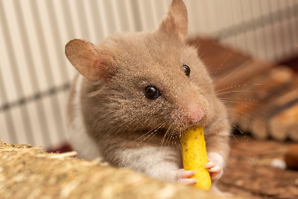 Syrian Hamsters