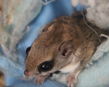 Flying Squirrel