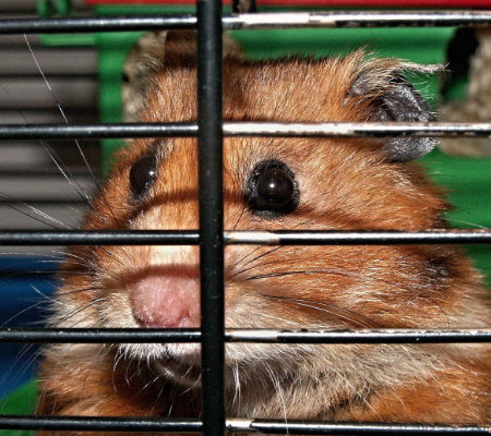 Hamster