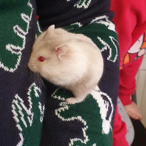 Eve, dwarf hamster