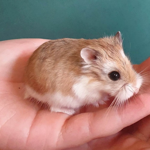 Roborovksi hamster group