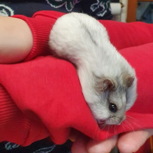 Snowball, dwarf hamster