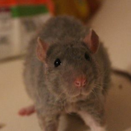 rescue fancy rats