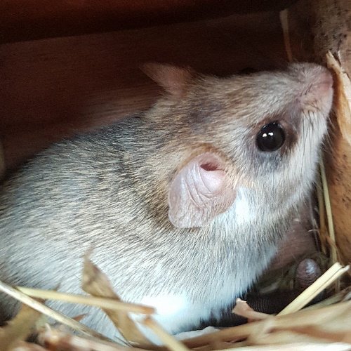 Acacia Rat