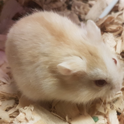 Arlo the Hamster