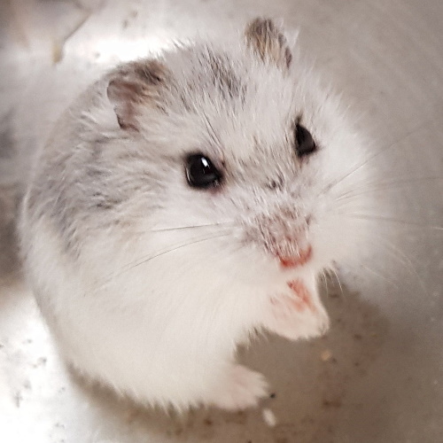 Dwarf Hamster