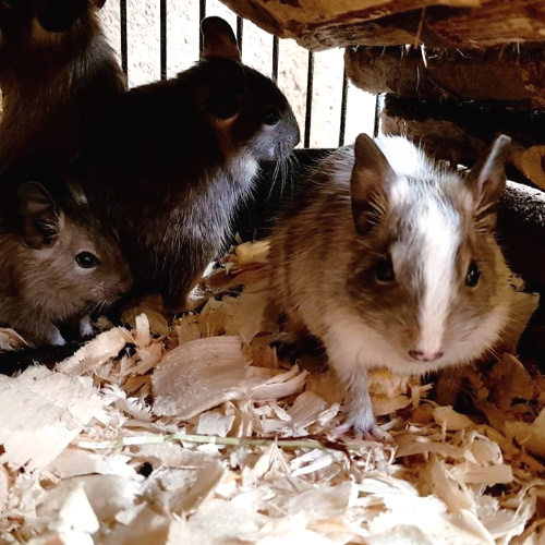 Degu