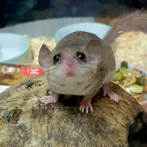 African Pygmy Dormice