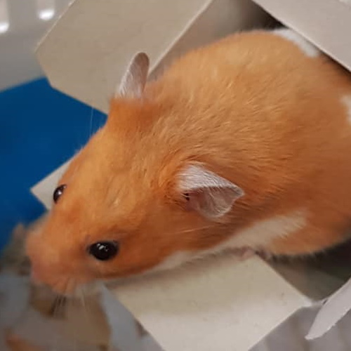 Syrian Hamster