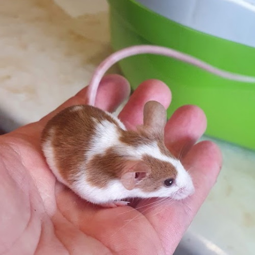 Female mouse group