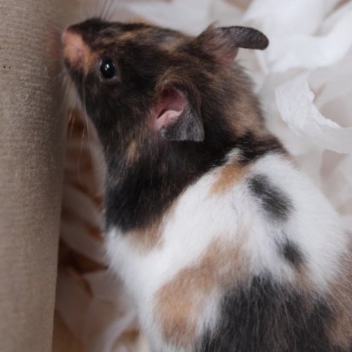 Syrian Hamster