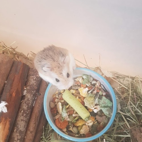 Roborovski Hamster