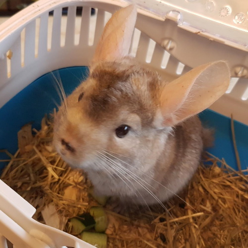 Chinchilla