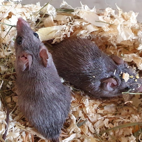 Dusky Spiny Mice